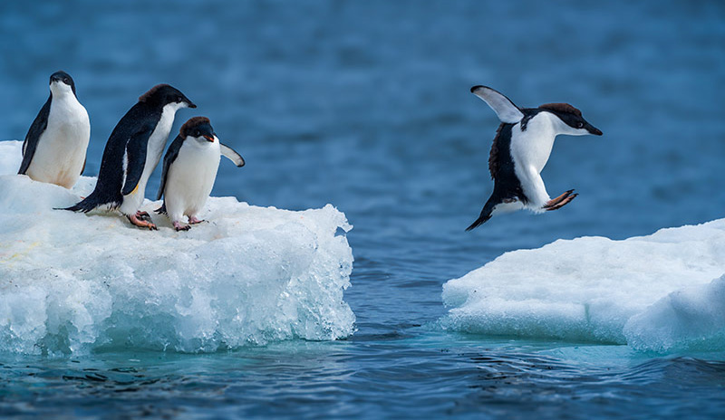 Penguins on ice