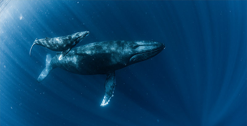 Whale image